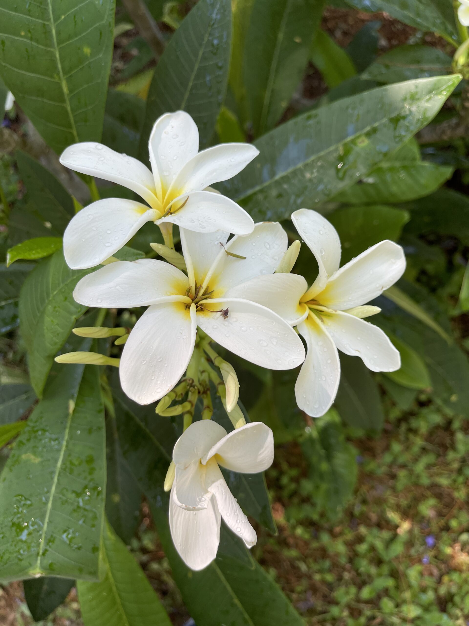 Plumeria Grace Mendez